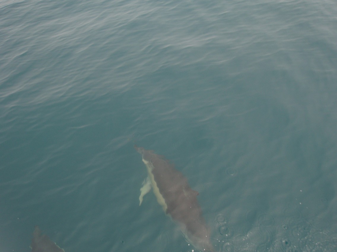 194   30 01   Kaikoura